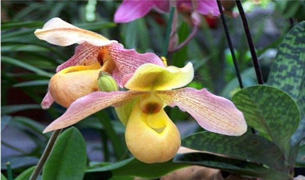 兜兰在室内种植对人体有害吗
