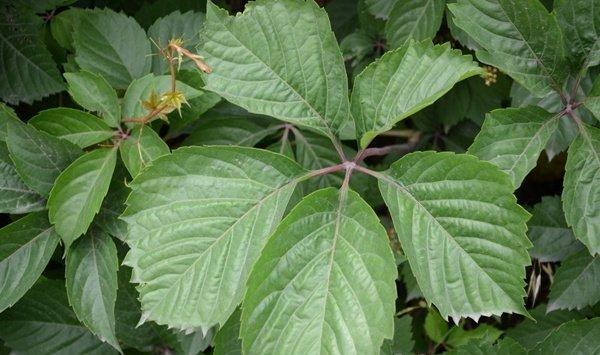 爬山虎观赏及药用价值详解