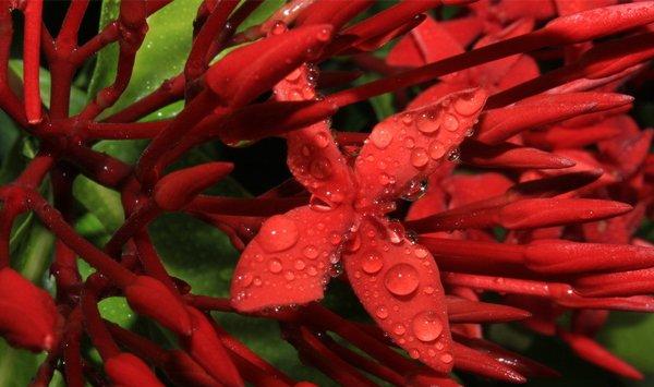 仙丹花有毒吗，可以放在室内养吗