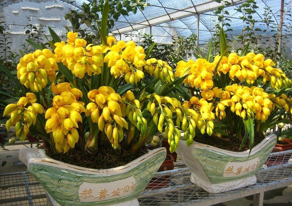 蕙兰的功效及作用