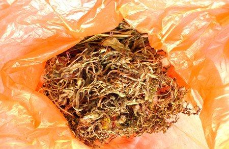 蒲公英药用