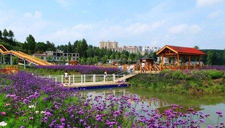 薰衣草用来园林美化
