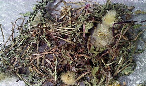 蒲公英的功效与作用及食用方法