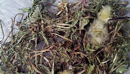 蒲公英用药