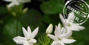 茉莉花