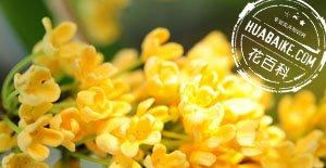 桂花