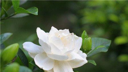 栀子花有什么作用 栀子花有什么作用