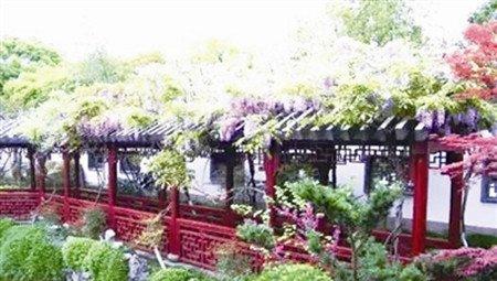 紫藤花的观赏价值