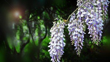 观赏性紫藤花