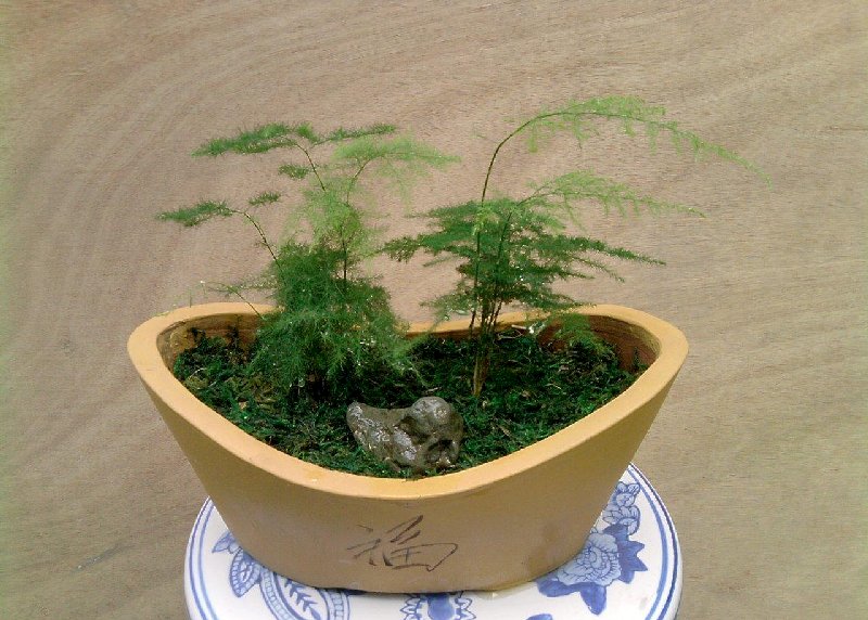 文竹可装饰家居