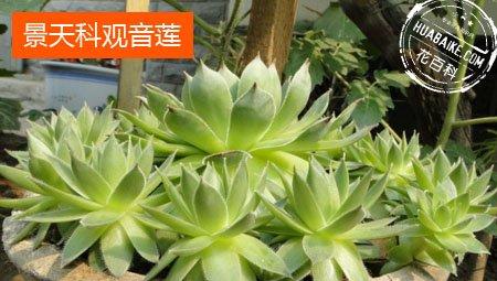 无毒的观音莲(景天科长生草属多肉植物)
