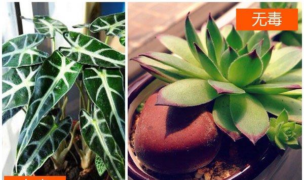 观音莲有毒吗？
