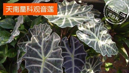 有毒的黑叶观音莲(天南星科草本观叶植物)