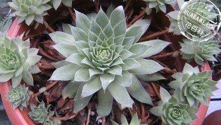 景天科观音莲