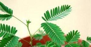 室内盆栽含羞草
