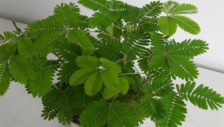 盆栽含羞草