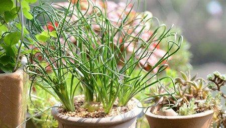 室内盆栽弹簧草