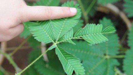 含羞草受到外界刺激会收缩