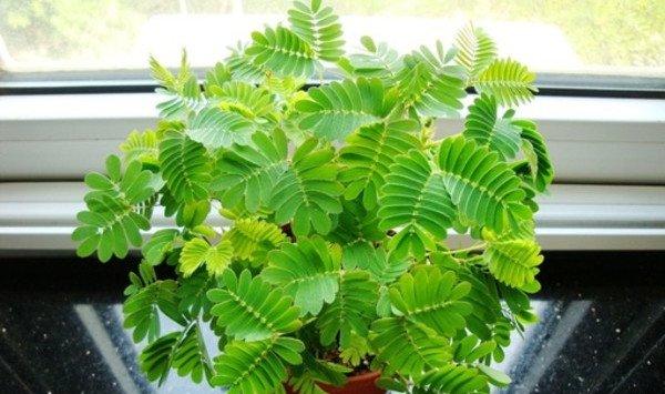 含羞草在居室中能够美化家居