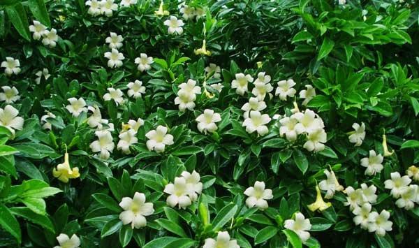 家里养非洲茉莉有什么好处