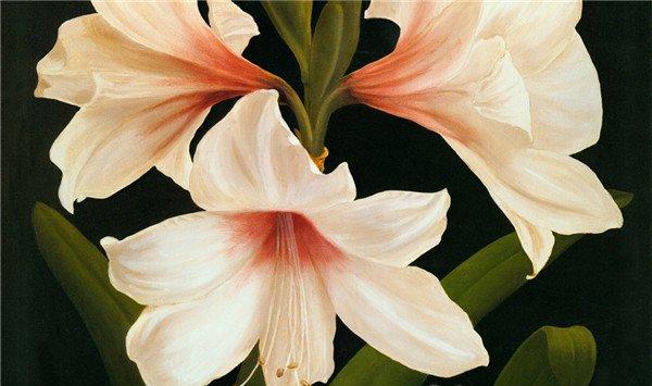 百合花的花语