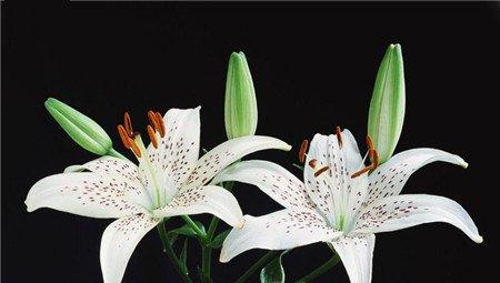 百合 百合