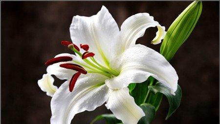 百合花 百合花