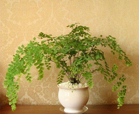 铁线蕨