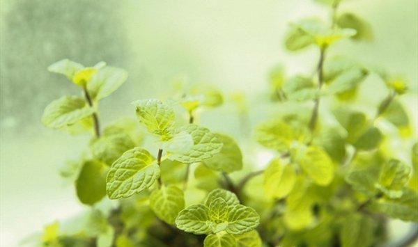 听说这些植物可以“去除”房间里的异味，快试试吧！