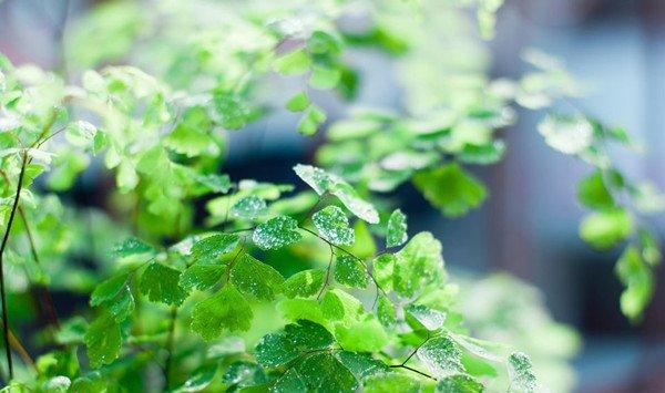 雾霾天气，你家里养吸毒植物了吗？