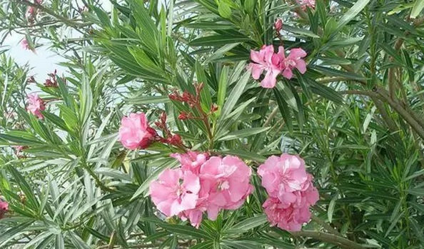 夹竹桃