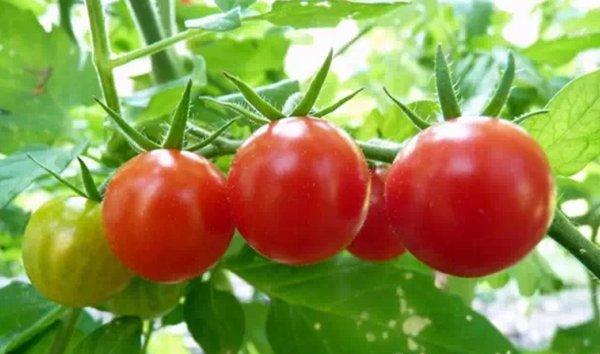 西红柿竟然还能治病？太神奇了！