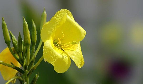 夜来香花香有毒吗