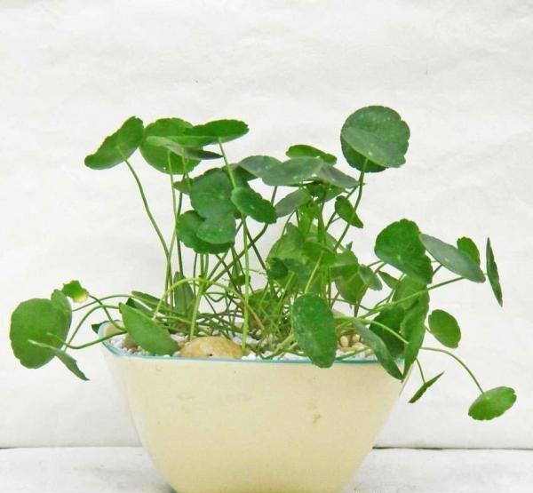 铜钱草的绿化作用 铜钱草的绿化作用