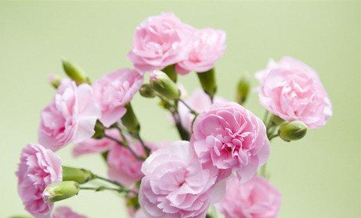 粉色康乃馨花语 粉色康乃馨花语
