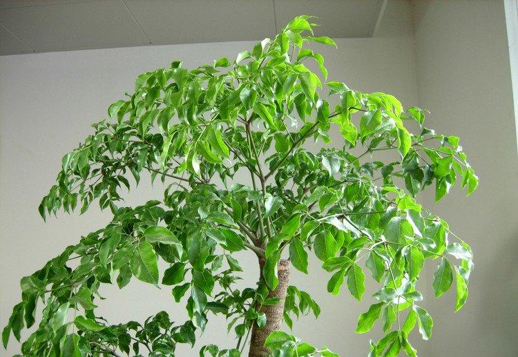 幸福树卧室摆放