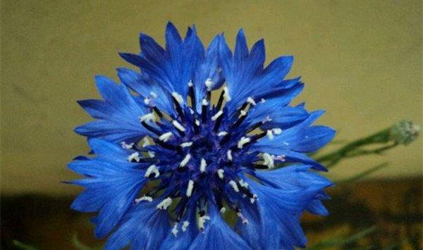 矢车菊的作用 矢车菊的作用