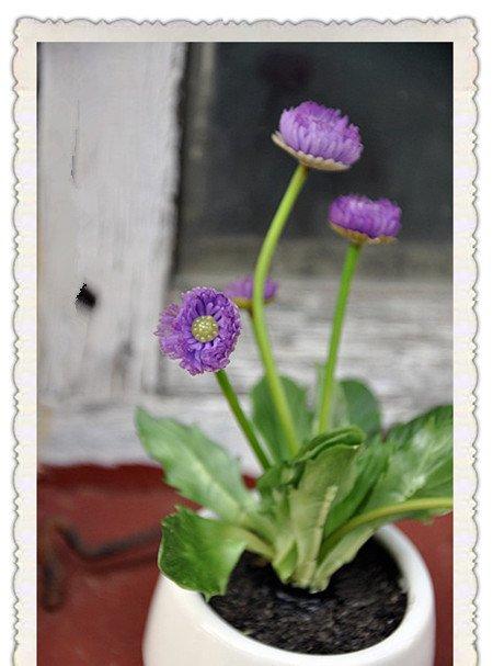 美丽的矢车菊 美丽的矢车菊