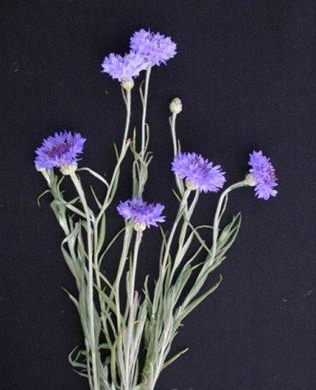 具美容的矢车菊 具美容的矢车菊