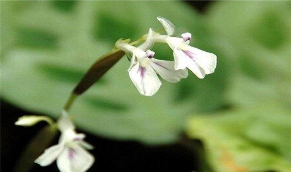 孔雀竹芋开花开花代表什么