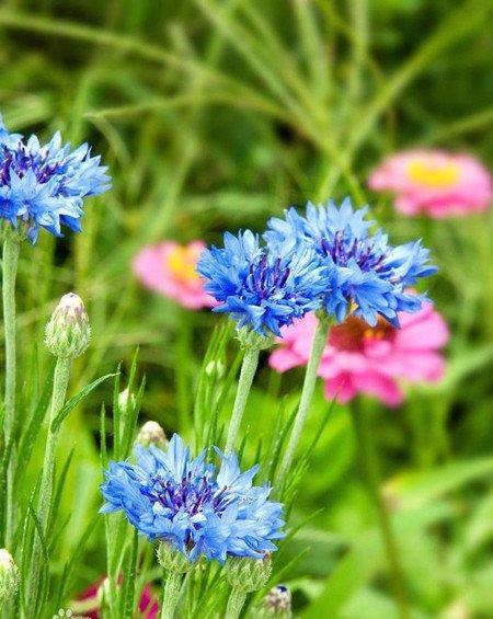 清新典雅的矢车菊 清新典雅的矢车菊