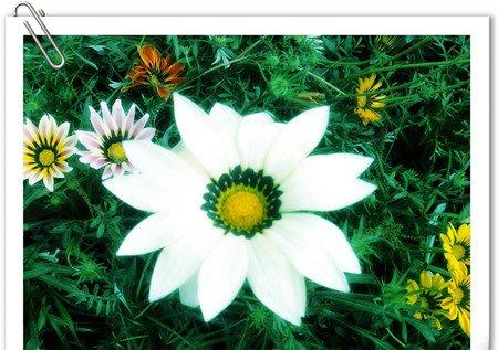 美丽的矢车菊 美丽的矢车菊