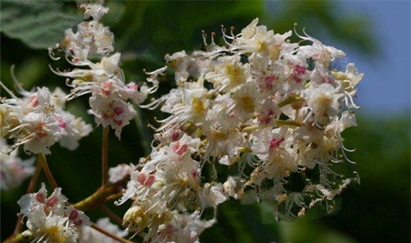 七叶树有什么作用