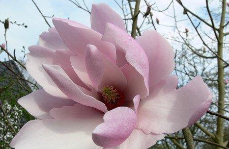 绽放的木兰