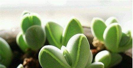 鹿角海棠净化作用 鹿角海棠净化作用