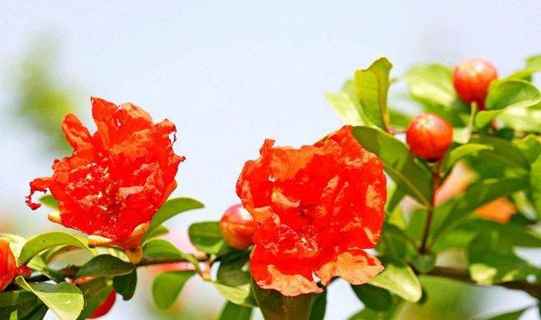 石榴花的守护神是谁
