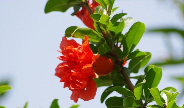 石榴花有什么作用