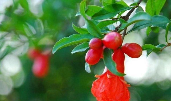 石榴花的花语及传说