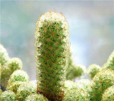 金手指的观赏作用