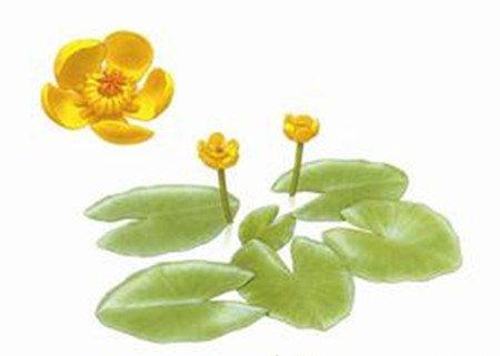 萍蓬草